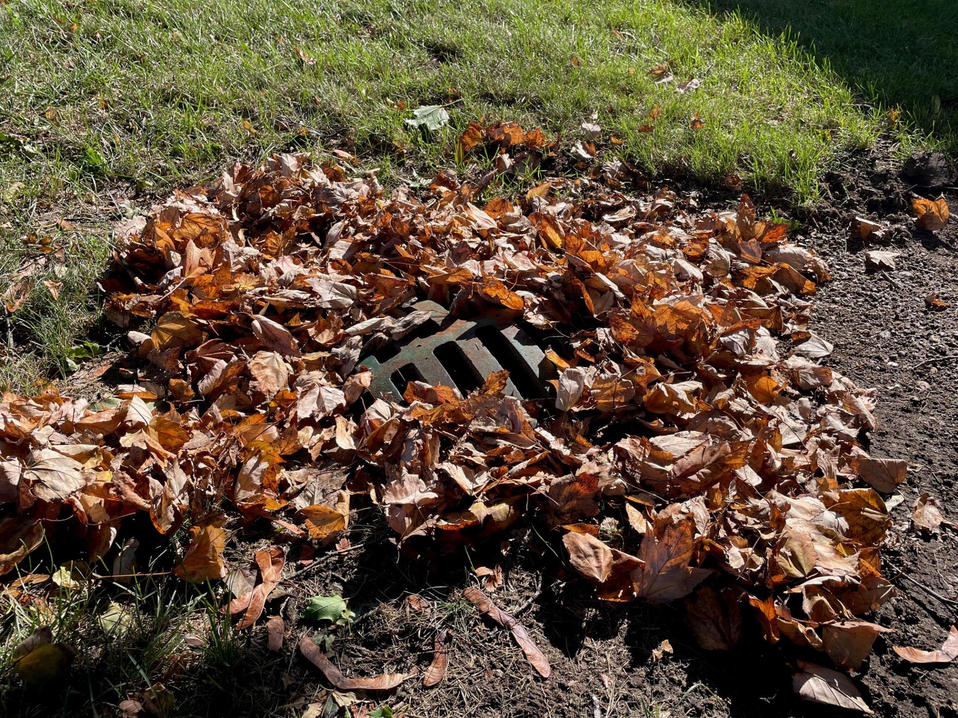 Catch Basin with Leaves