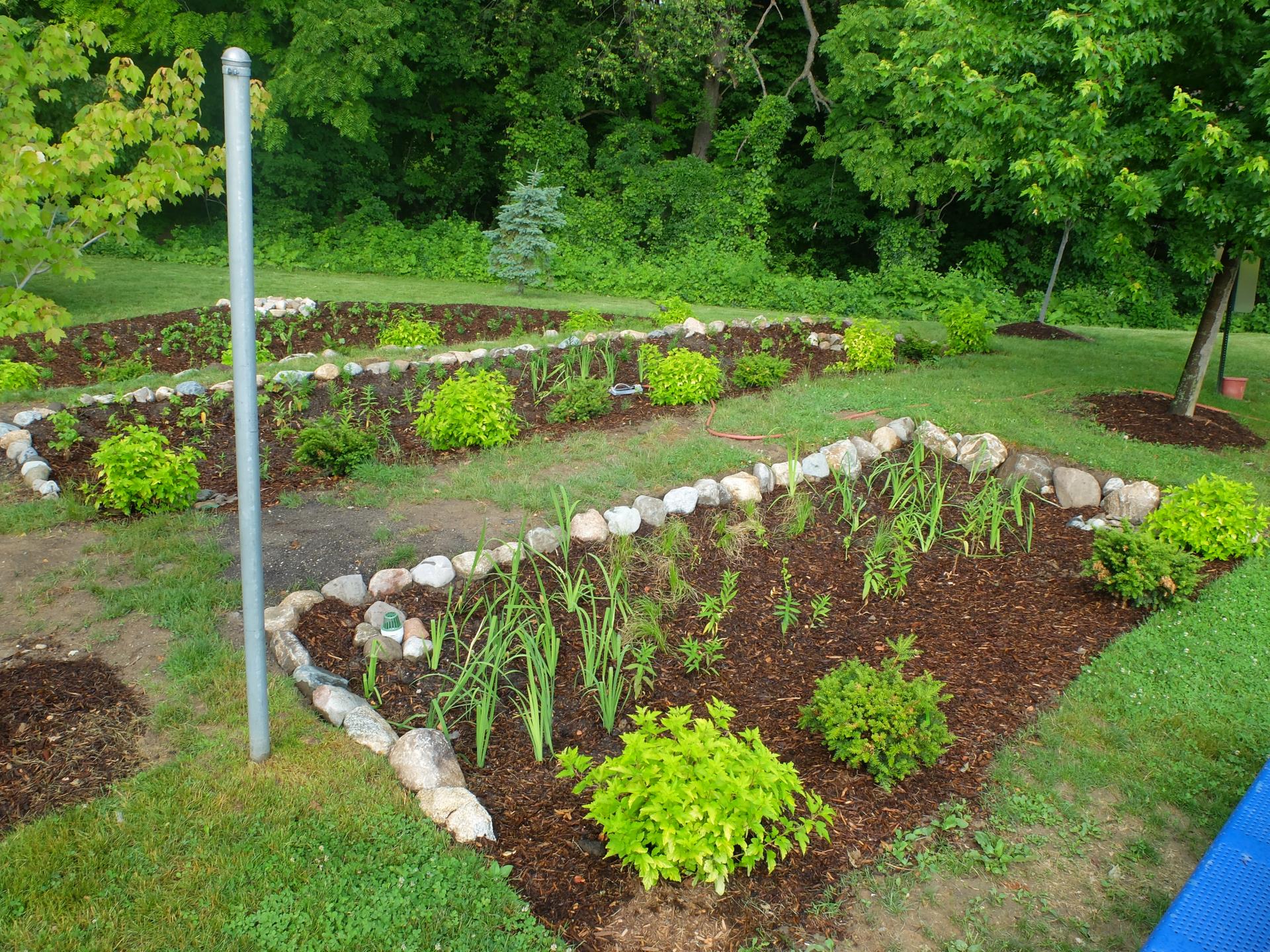 rain garden