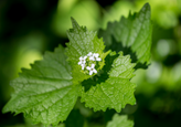 garlic mustard